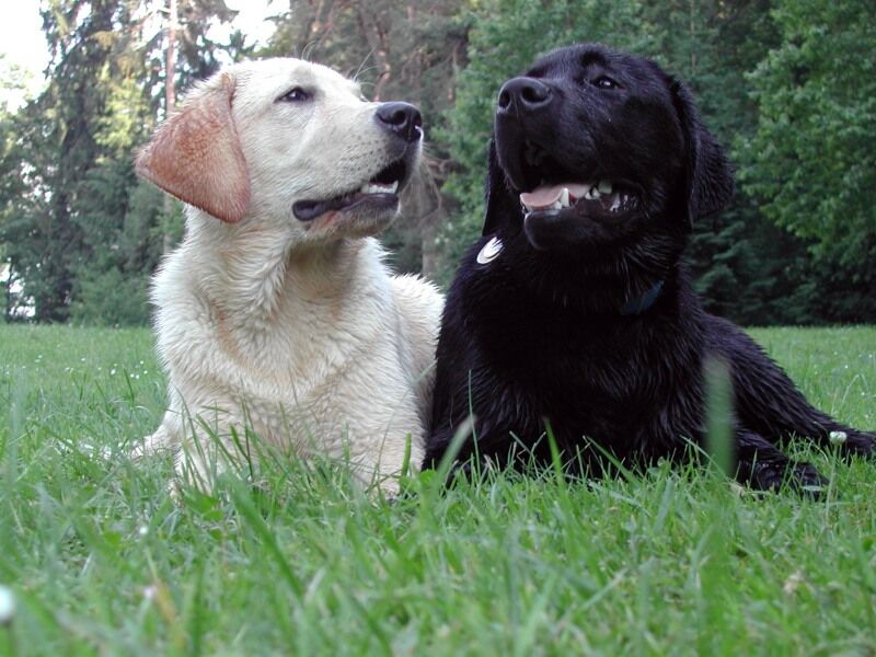 Labradors du Lac de Joux Farm