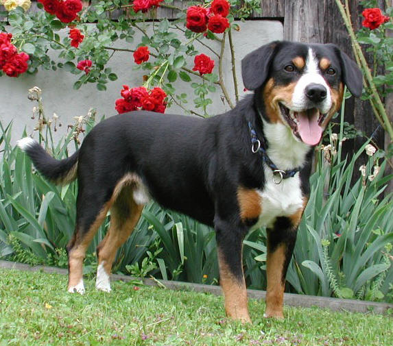 Entlebucher Sennenhunde vom Napfblick Farm
