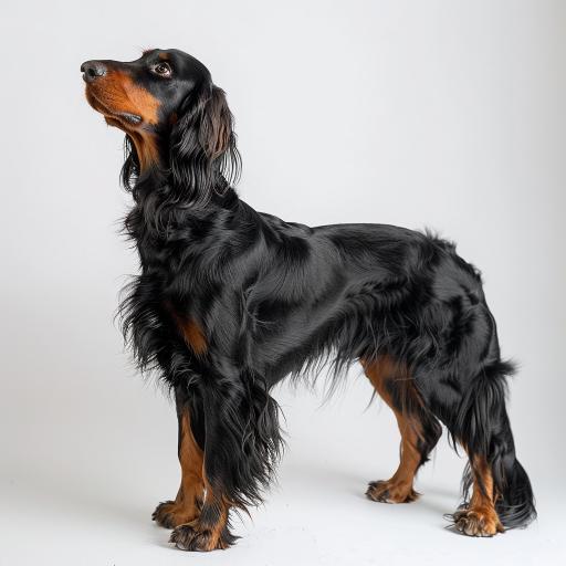Gordon Setter Studio