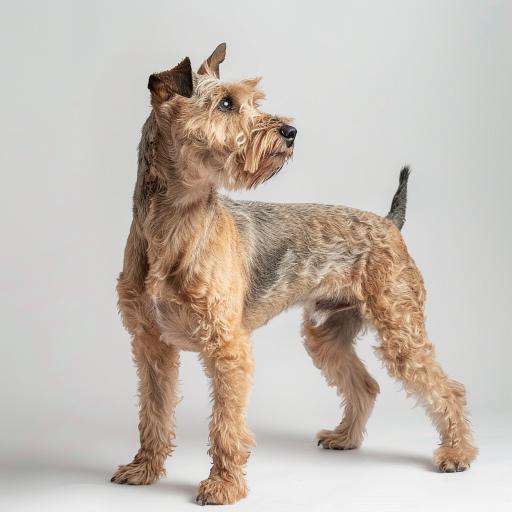 Lakeland Terrier Studio