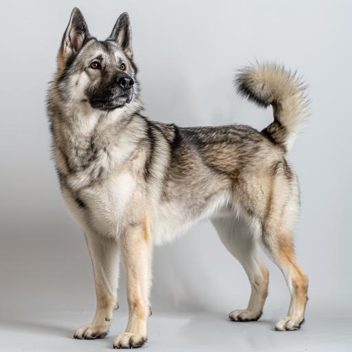 Norwegian Elkhound Studio