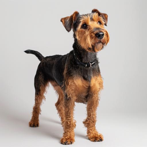 Welsh Terrier Studio
