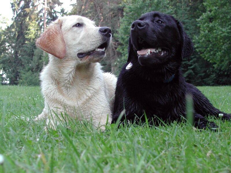 Labradors du Lac de Joux Farm