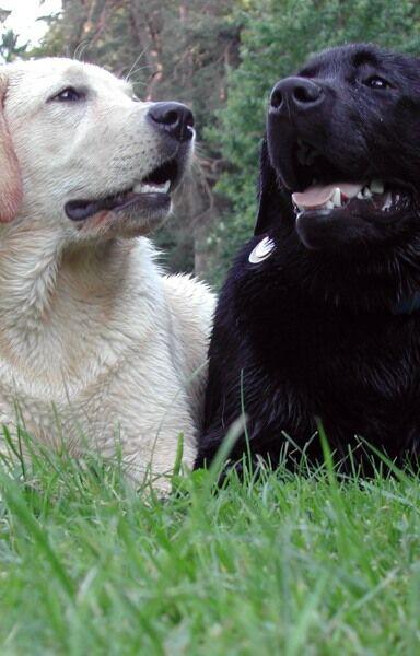 Labradors du Lac de Joux