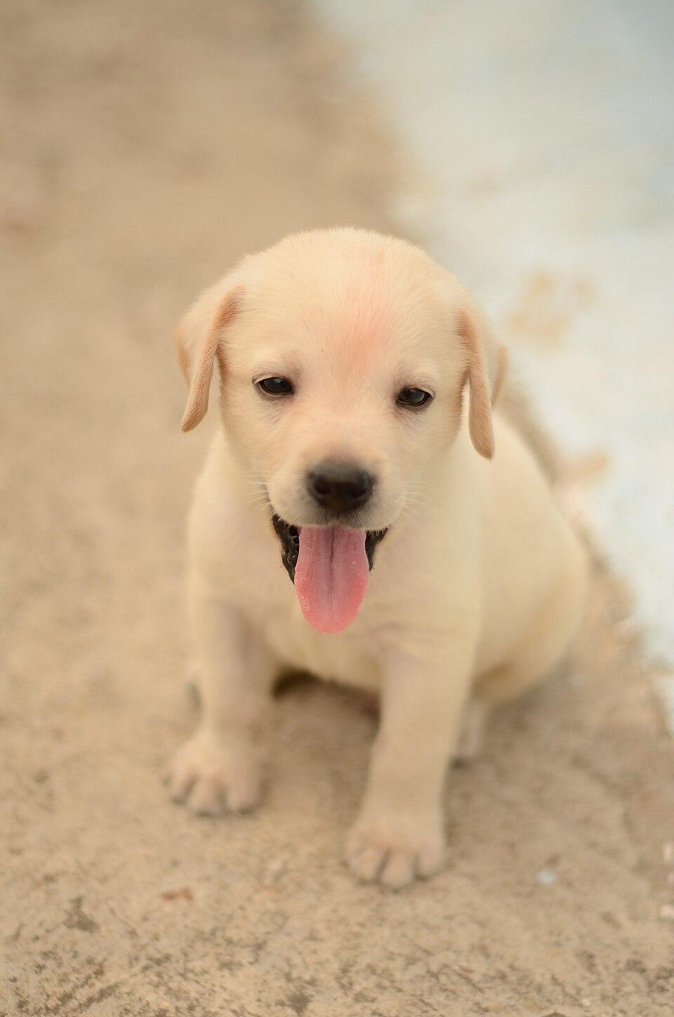 Alto – Labrador Retriever