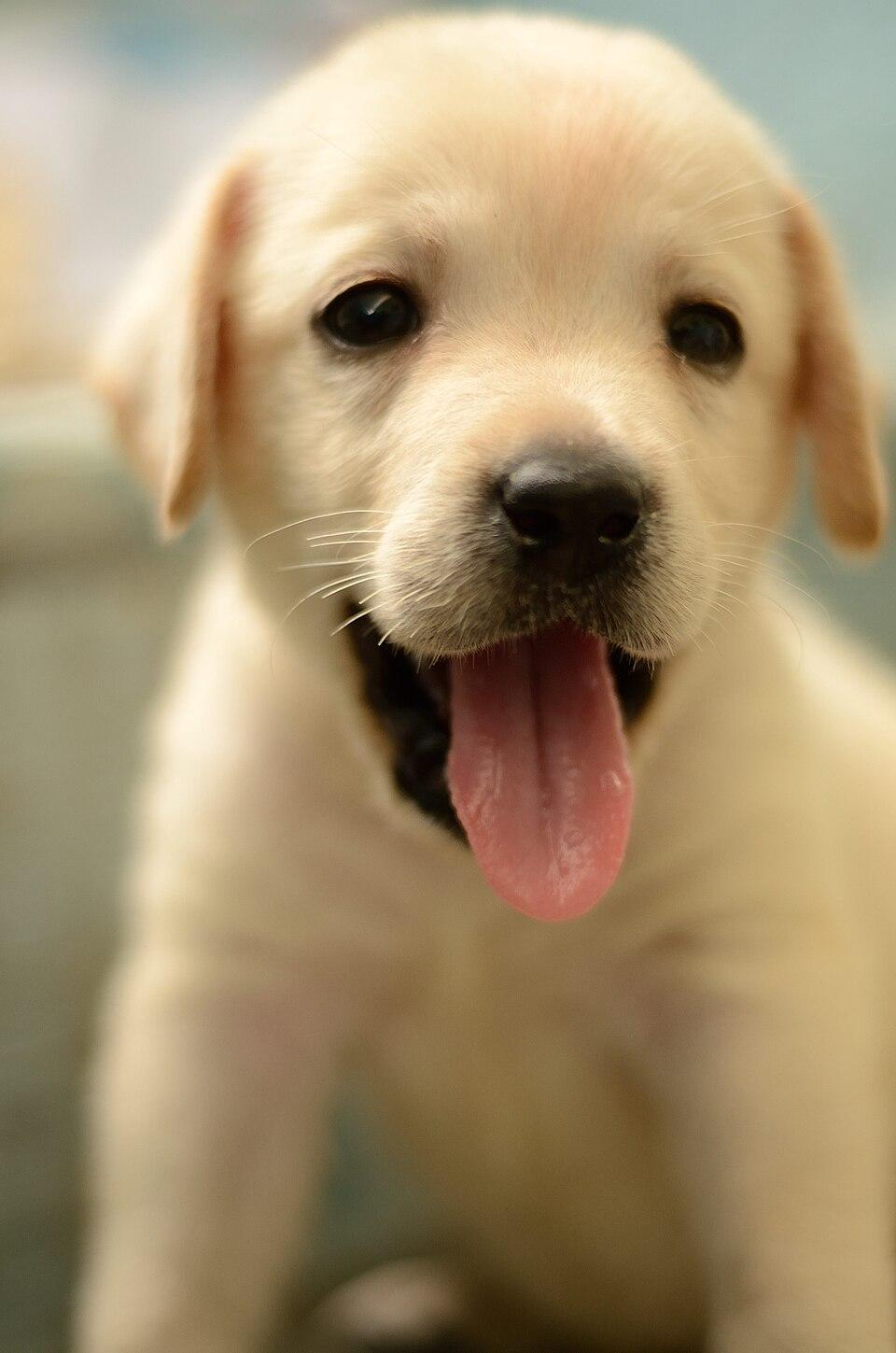 Apollo – Labrador Retriever