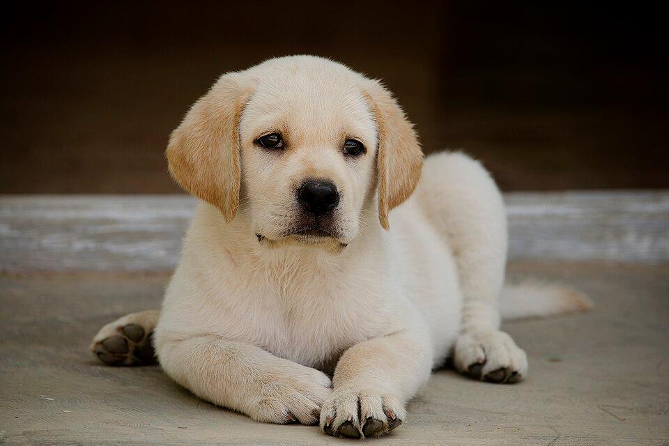 Aria – Labrador Retriever