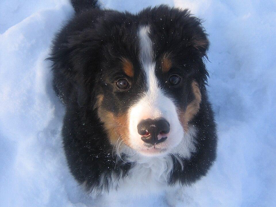 Aiko – Berner Sennenhund