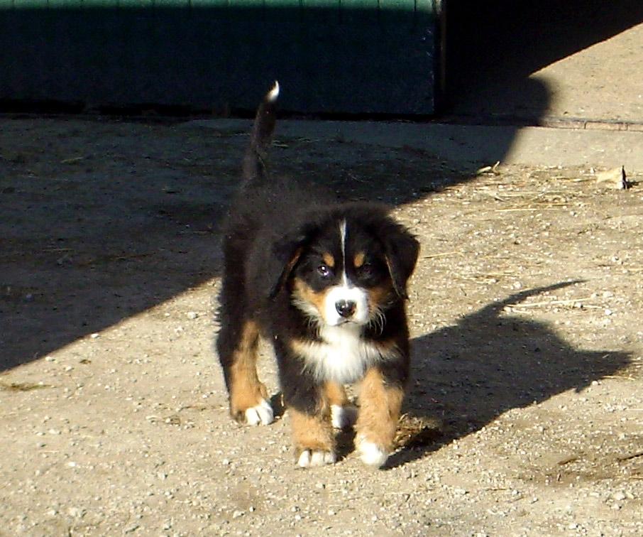 Alba – Berner Sennenhund