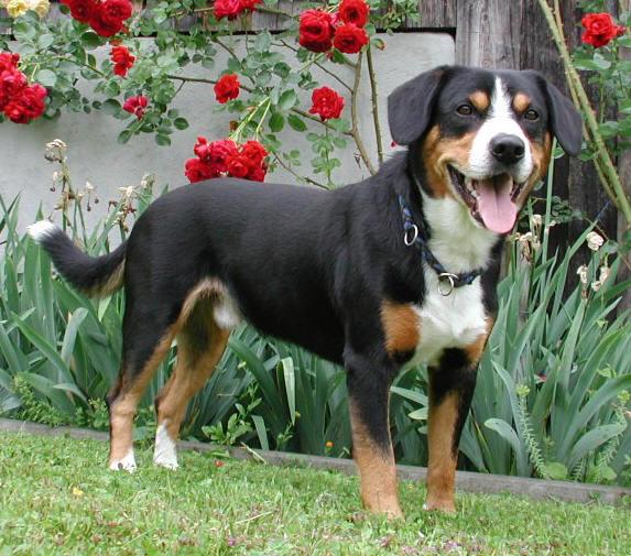 Entlebucher Sennenhunde vom Napfblick Farm