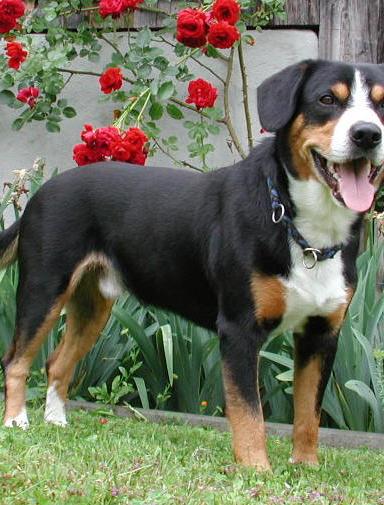 Entlebucher Sennenhunde vom Napfblick