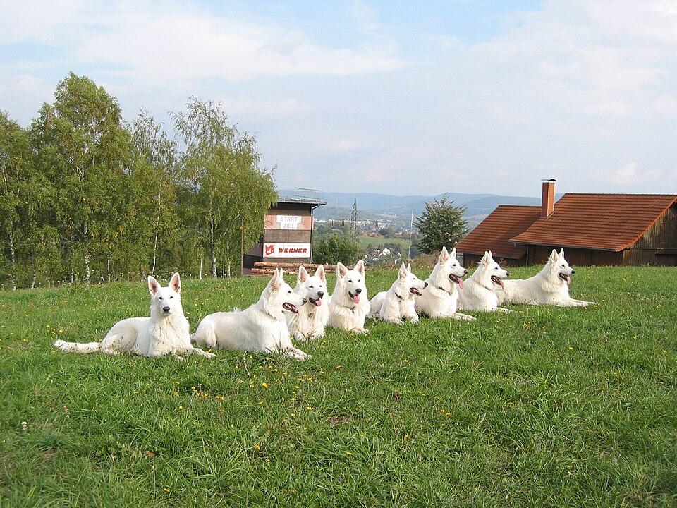 Weisse Schäferhunde von der Silberweide Farm