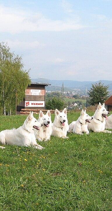 Weisse Schäferhunde von der Silberweide