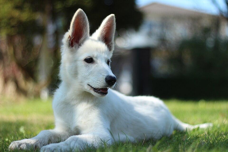 Basil – Weisser Schweizer Schäferhund