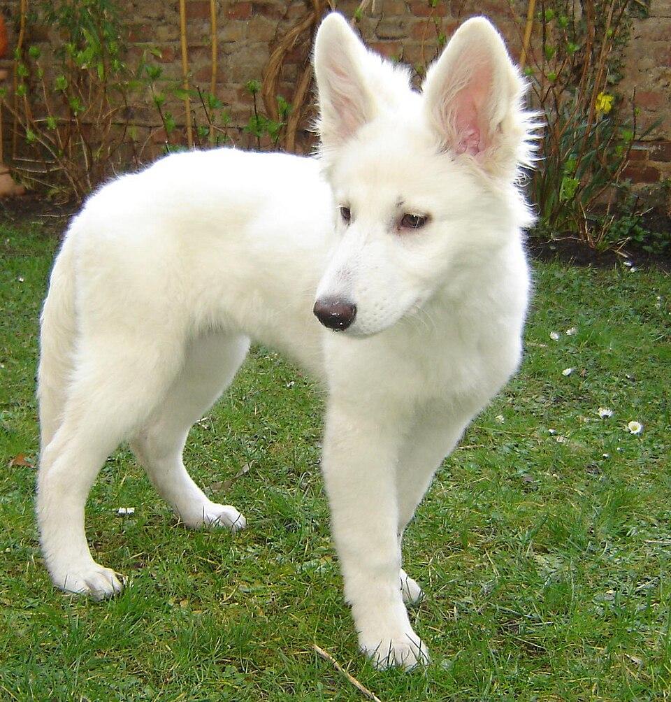 Bianca – Weisser Schweizer Schäferhund