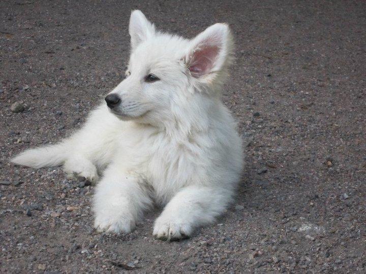 Bora – Weisser Schweizer Schäferhund