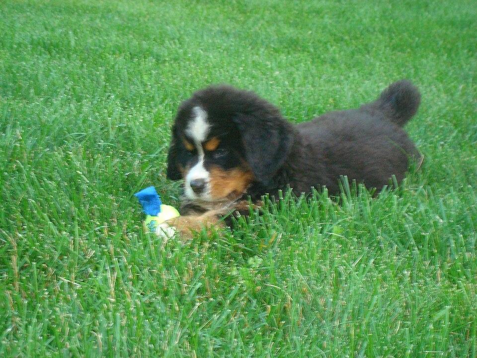 Amber – Berner Sennenhund