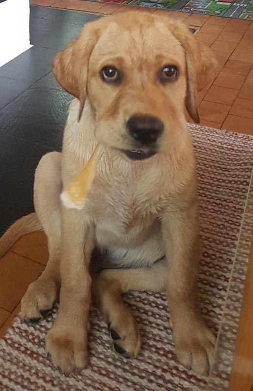 Billina