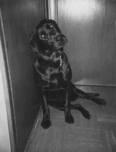 Golden Retriever Wurf