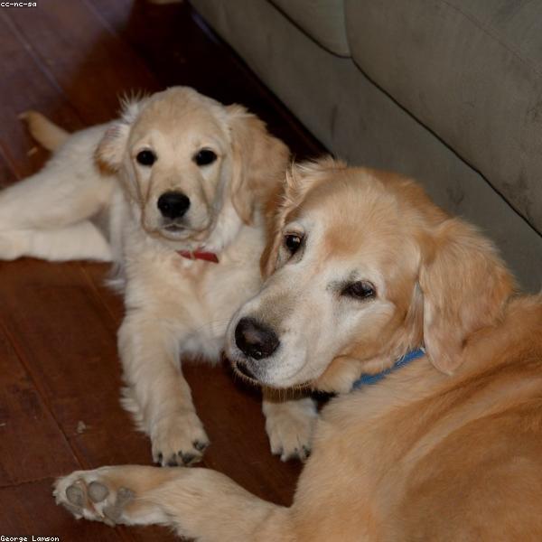 Sunny – Golden Retriever