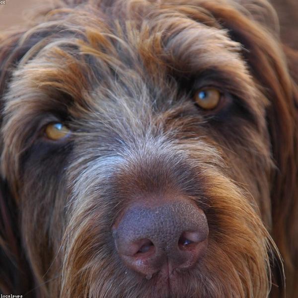 Finn – Golden Retriever