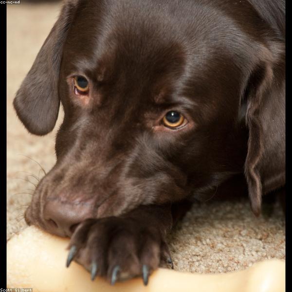 Mia – Golden Retriever