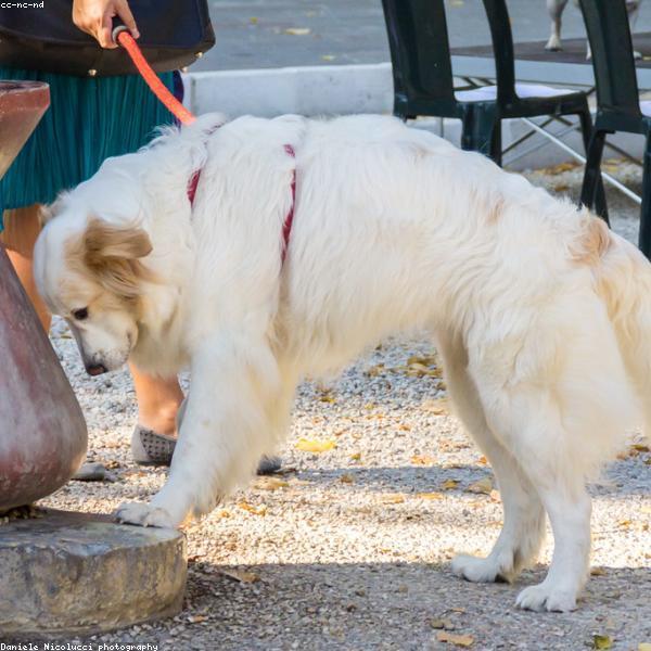Kira – Deutscher Schäferhund