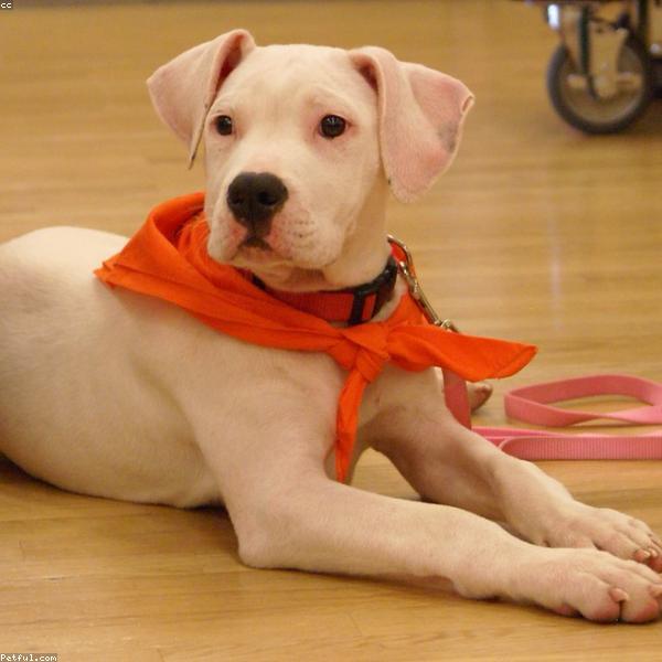 Odin – Deutscher Schäferhund