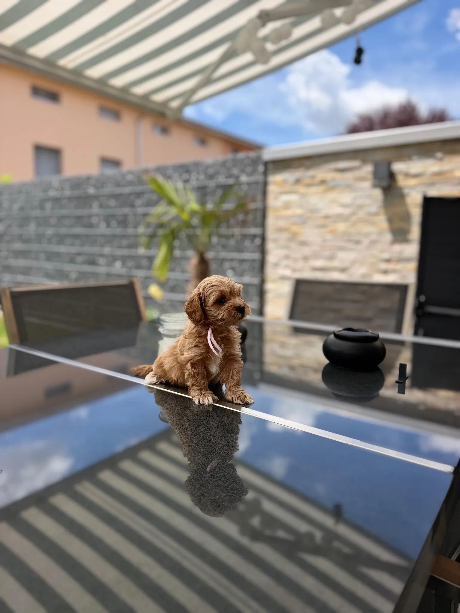 Rosa – Maltipoo 