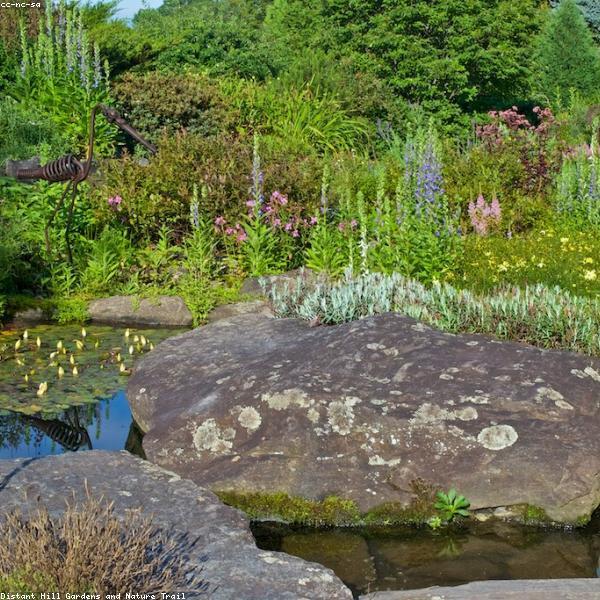 Alma – Berner Sennenhund