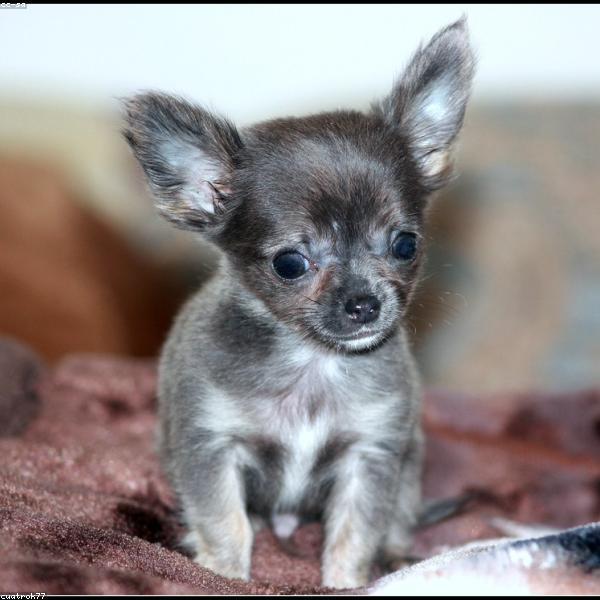 Bärli – Berner Sennenhund