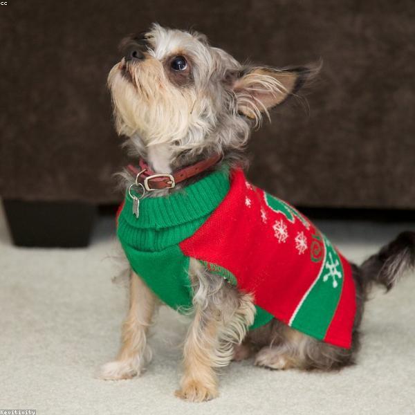 Flora – Berner Sennenhund