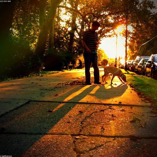 Lola – Französische Bulldogge