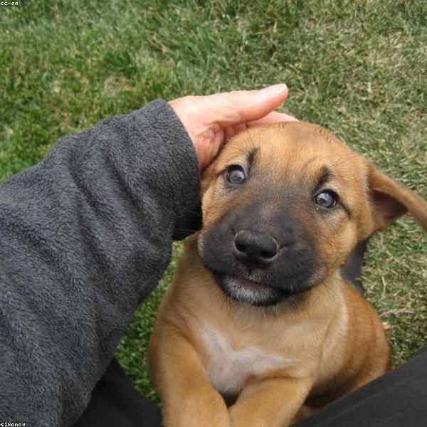 Chico – Französische Bulldogge