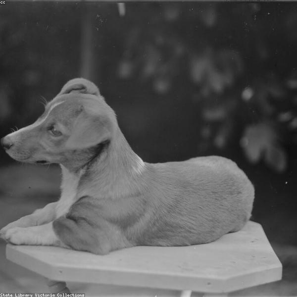 Zoé – Französische Bulldogge