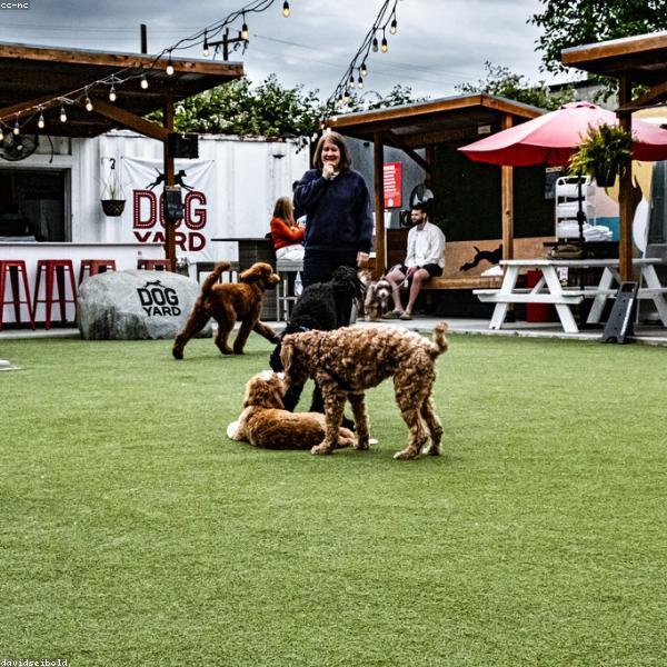 Alpine Golden Retrievers