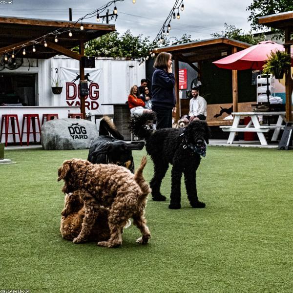 Bernese Paradise Kennel
