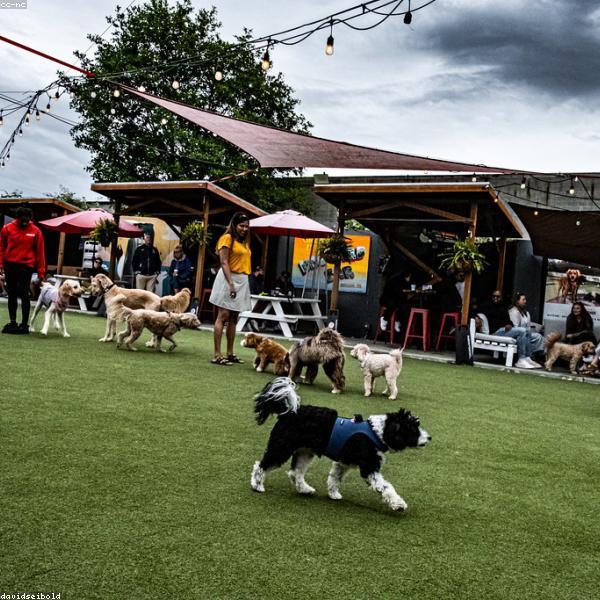 Mountain View Kennel